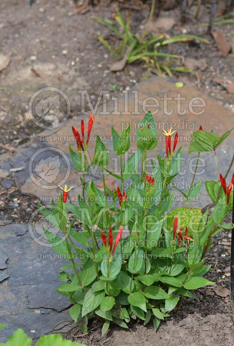 Spigelia marilandica (Indian pink Woodland pinkroot) 15 