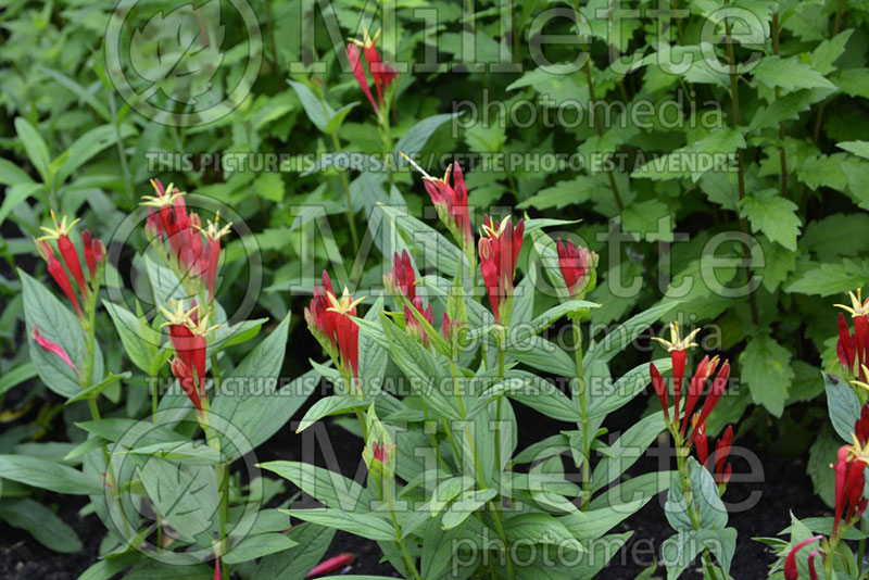 Spigelia marilandica (Indian pink Woodland pinkroot) 14 