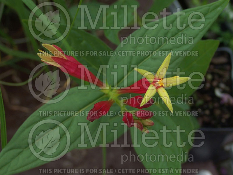 Spigelia marilandica (Indian pink Woodland pinkroot) 11 