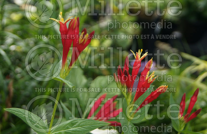 Spigelia marilandica (Indian pink Woodland pinkroot) 12 