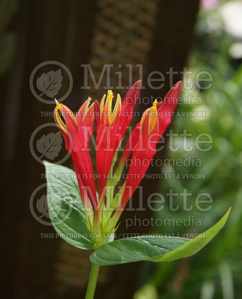 Spigelia marilandica (Indian pink Woodland pinkroot) 13 