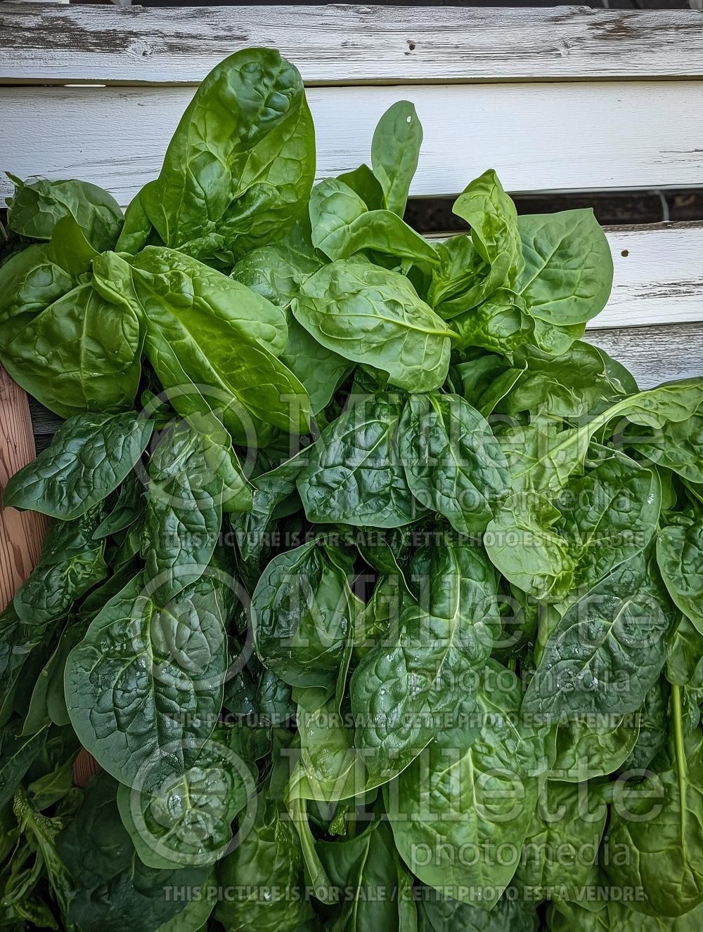 Spinacia Bloomsdale (Spinach Vegetable) 1