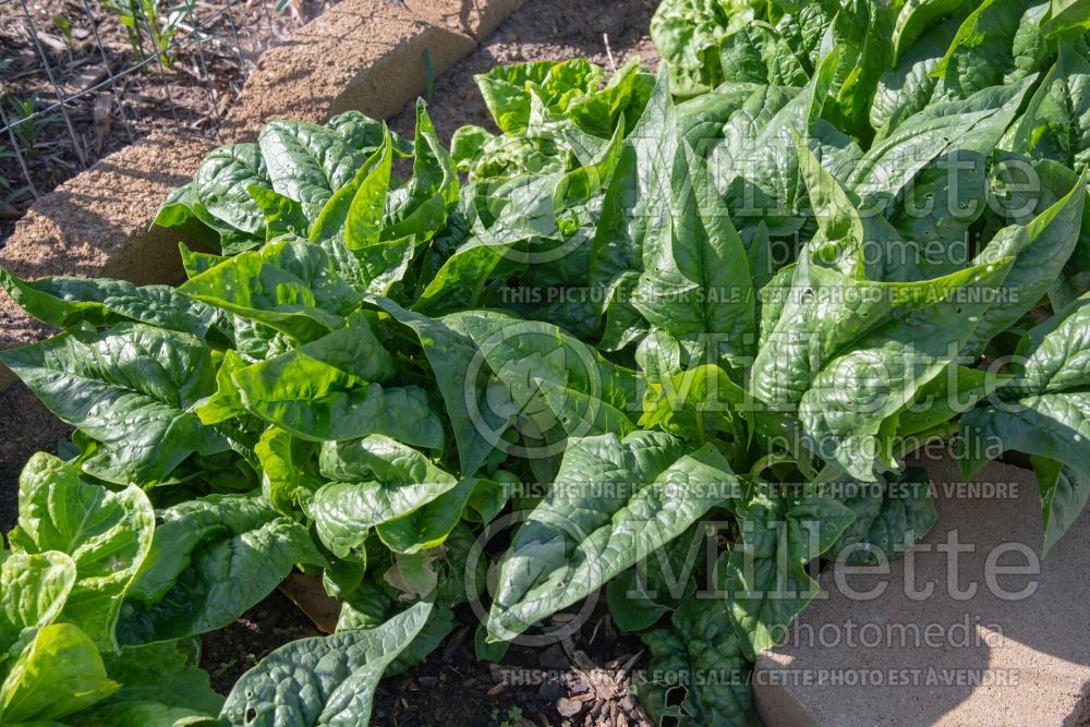 Spinacia Kolibri (Spinach Vegetable) 1