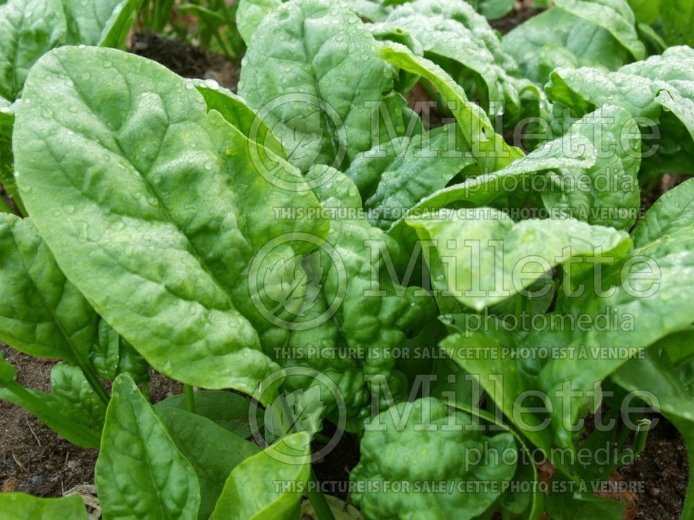 Spinacia Bloomsdale Long Standing (Spinach) 1