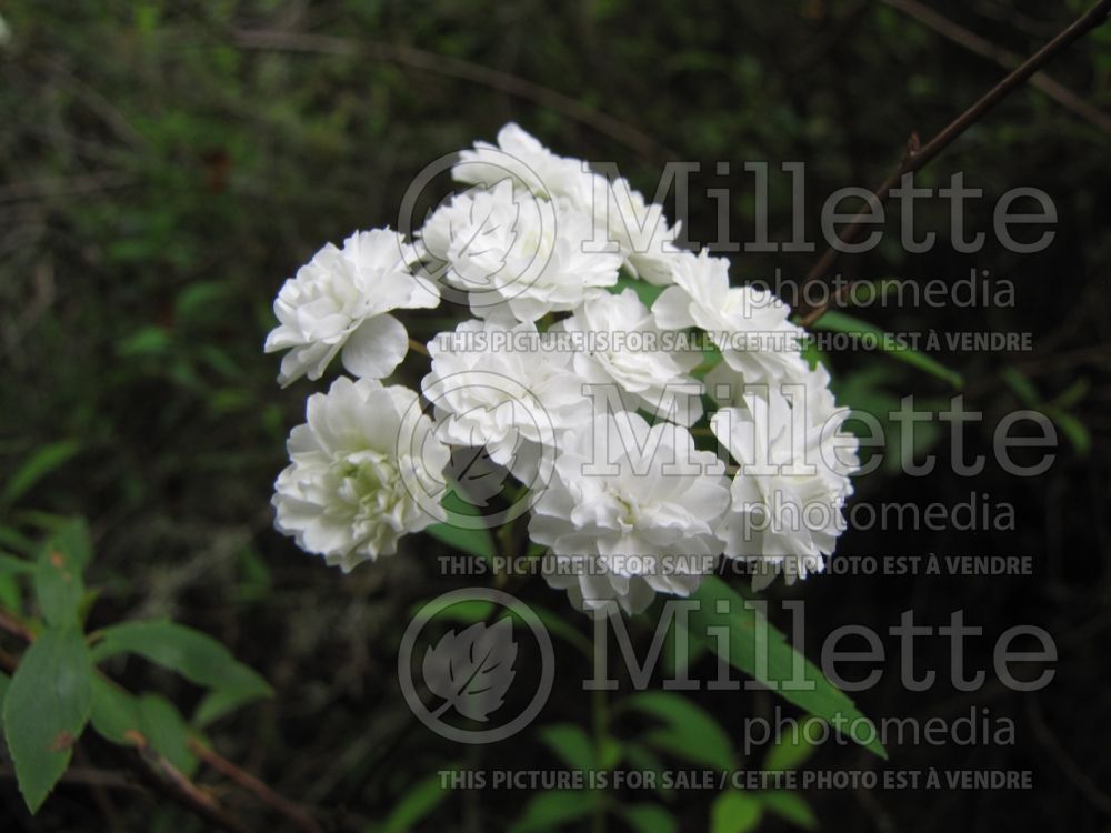 Spiraea cantoniensis (Bridal-wreath Spiraea) 3  