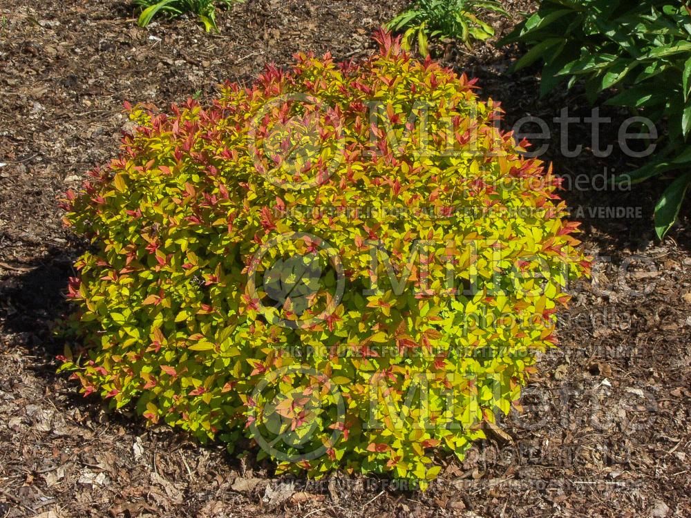 Spiraea Goldflame aka Gold Flame Spirea) 13