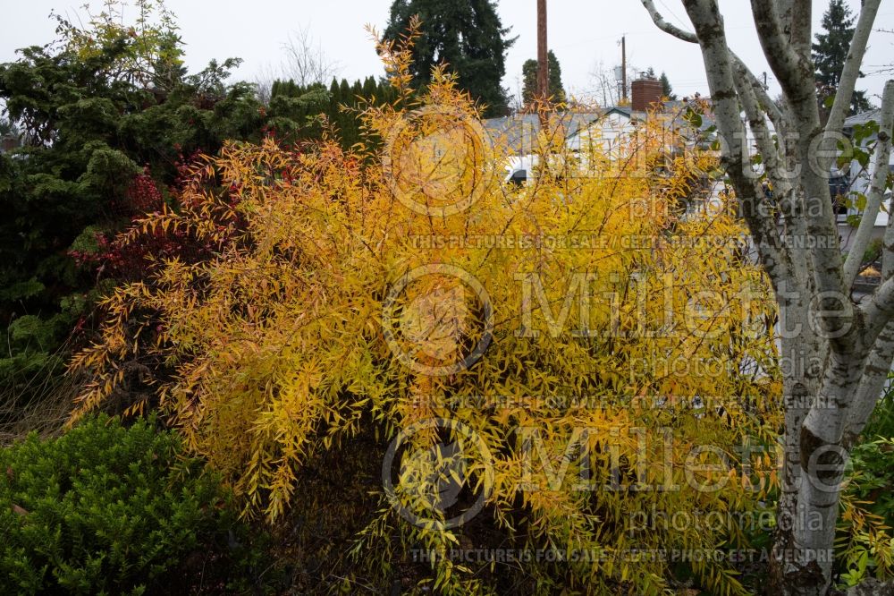 Photo of Spiraea Ogon aka Mellow Yellow (Spirea)