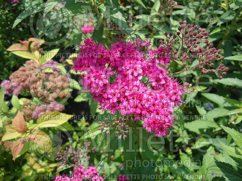 Spiraea Anthony Waterer (Spirea) 5  