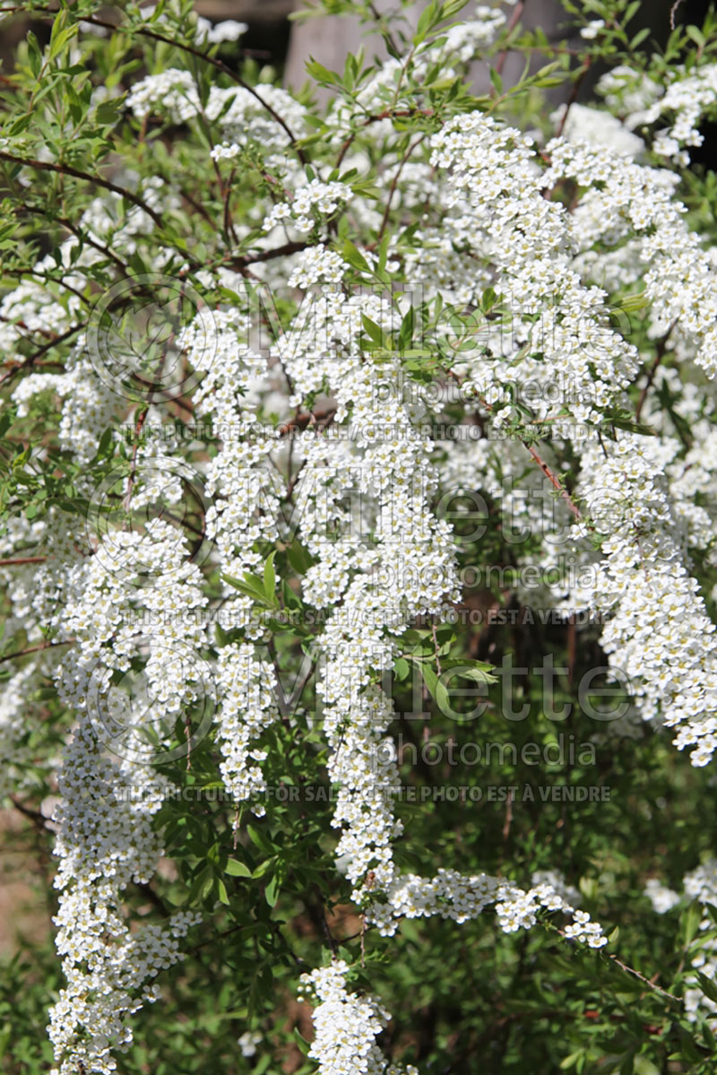 Spiraea arguta (Spirea) 1 