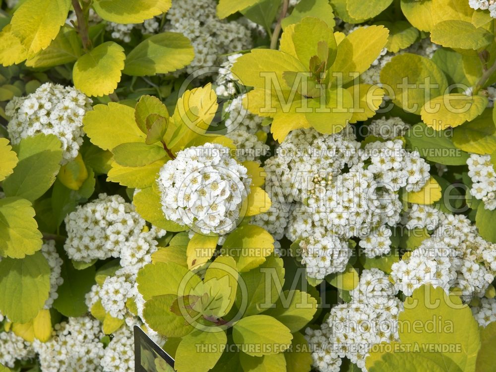 Spiraea Glow Girl or Tor Gold (Spirea) 3  