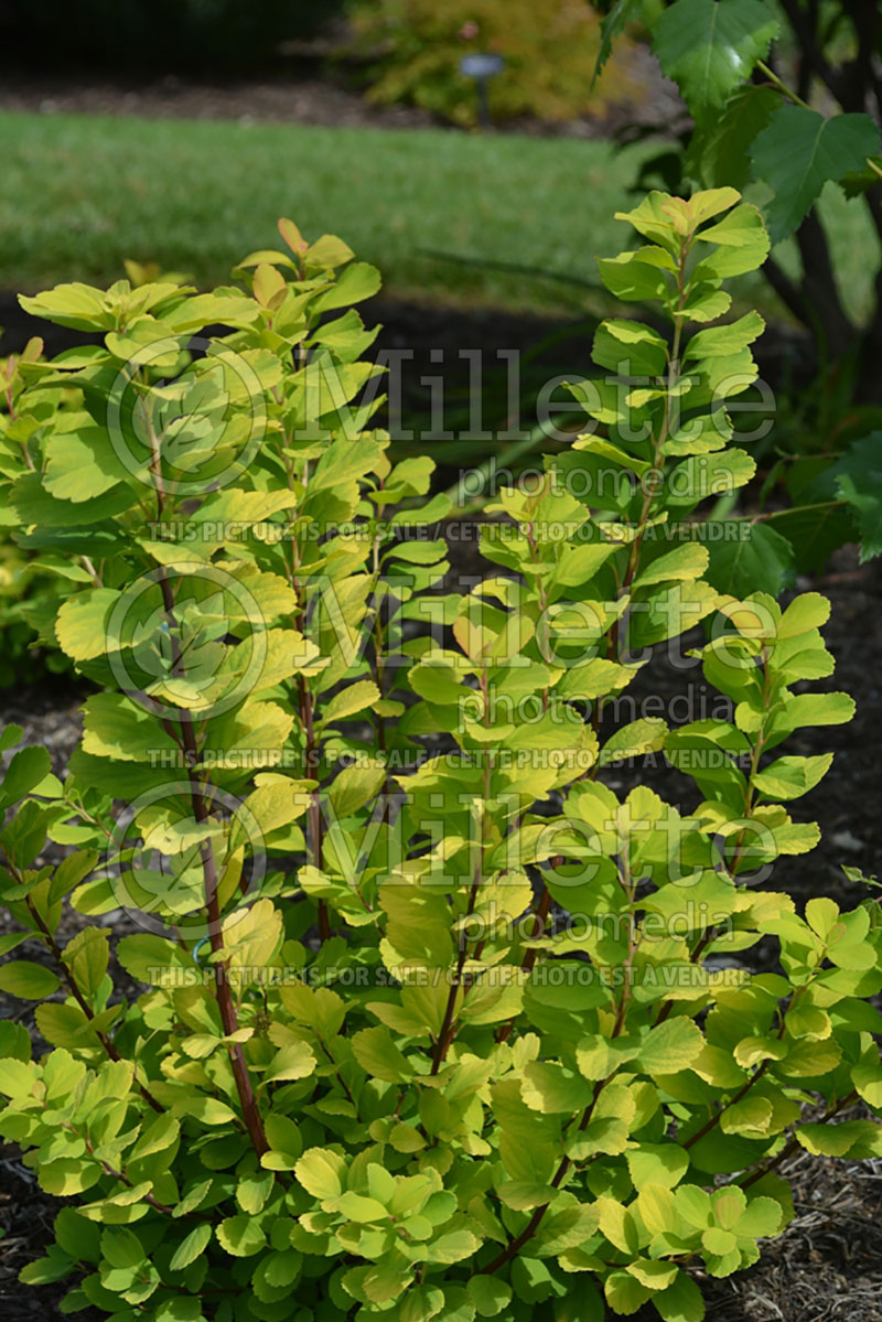 Spiraea Glow Girl or Tor Gold (Spirea) 1  