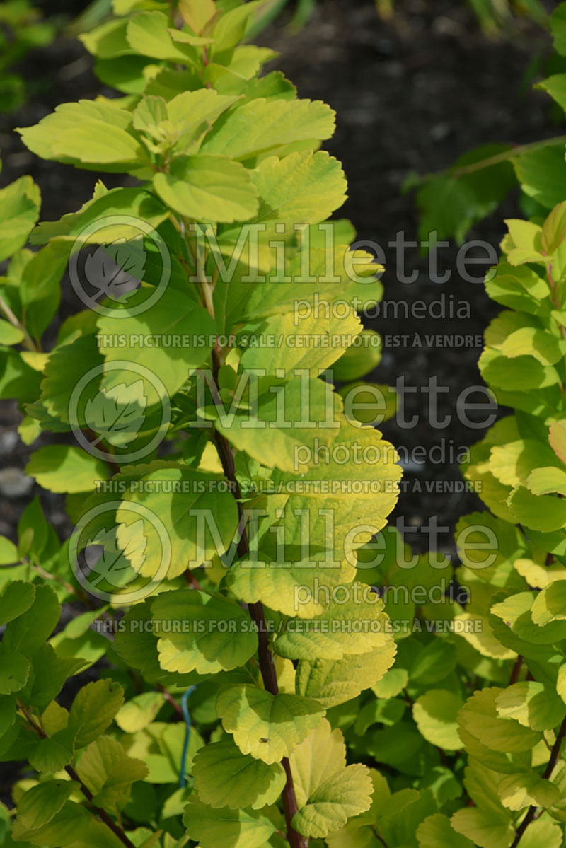 Spiraea Glow Girl or Tor Gold (Spirea) 2  