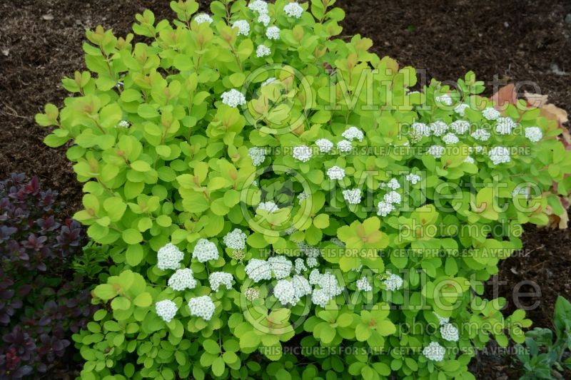 Spiraea Glow Girl or Tor Gold (Spirea) 4  