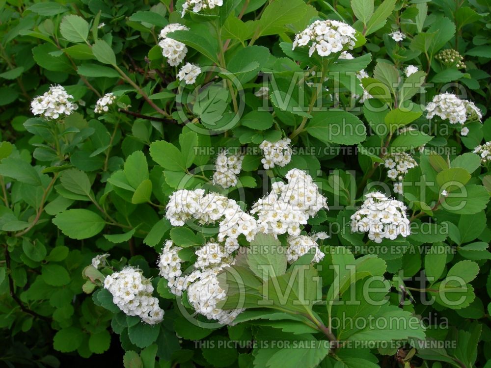 Spiraea Tor (Spirea) 6  