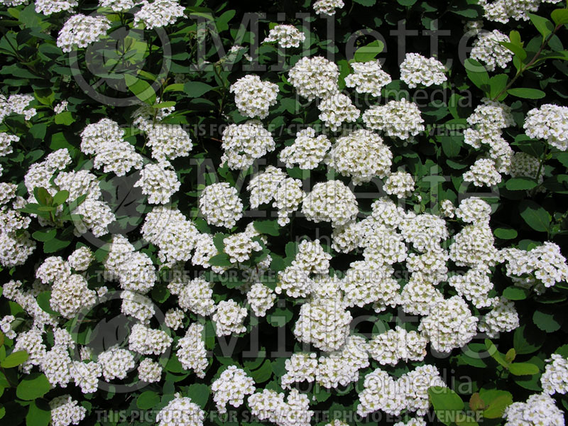 Spiraea Tor (Spirea) 4  