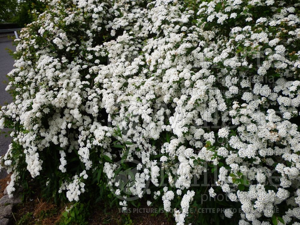 Spiraea Tor (Spirea) 5  