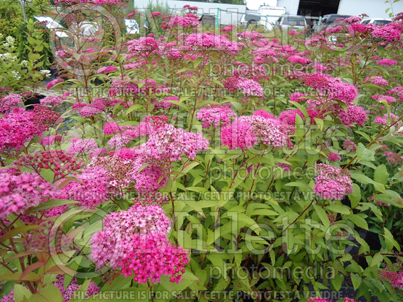 Spiraea Anthony Waterer (Spirea) 6  