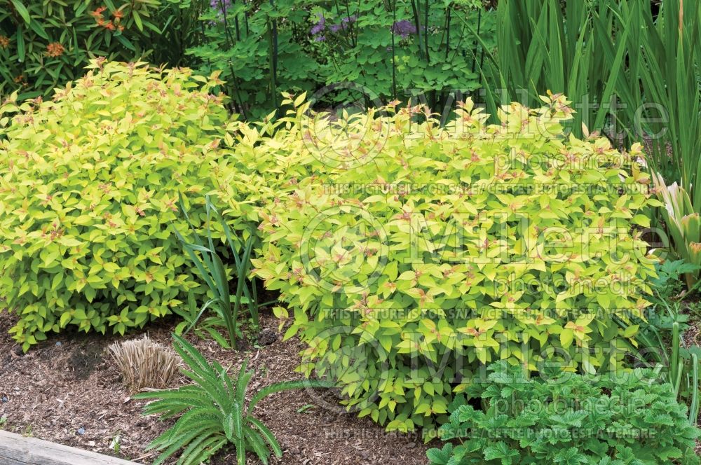 Spiraea Goldflame (Spirea) 5 