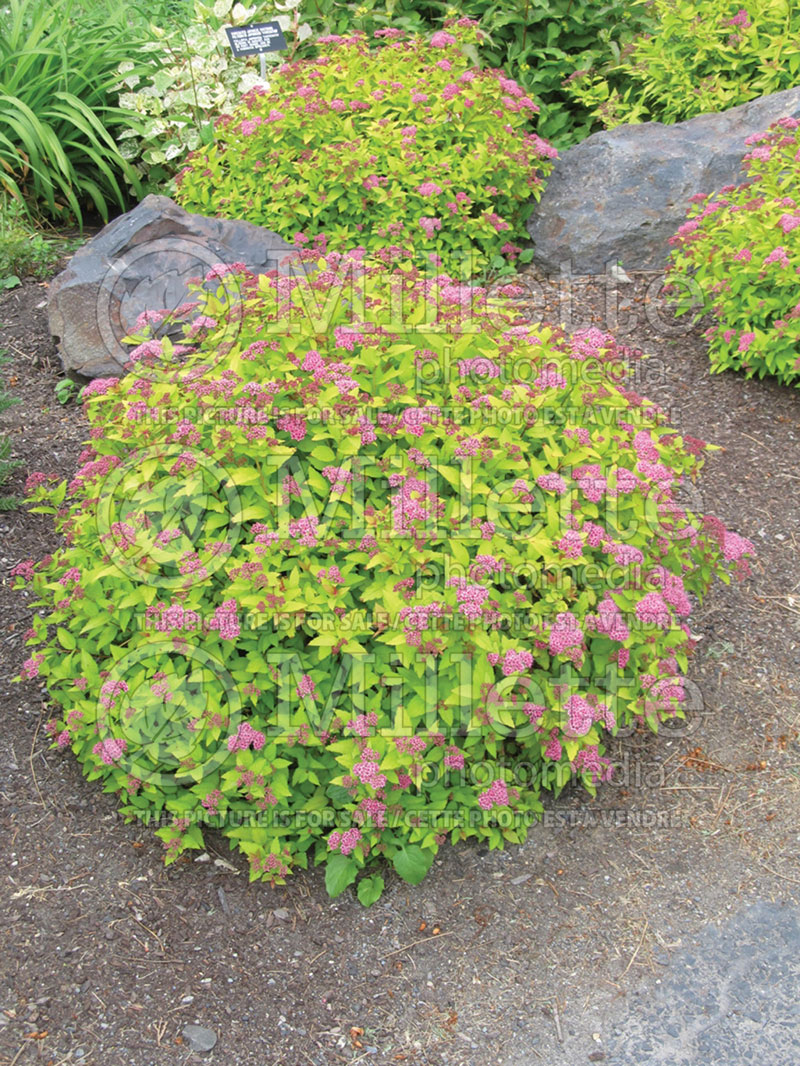 Spiraea Goldflame (Spirea) 6 