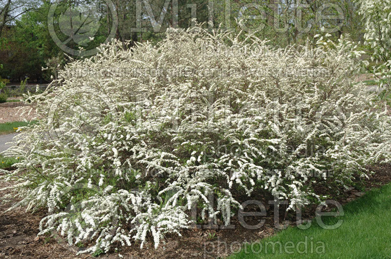 Spiraea Graciosa aka Grefsheim (Spirea) 1 