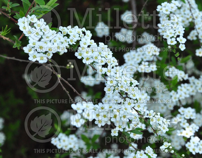 Spiraea Graciosa aka Grefsheim (Spirea) 5 