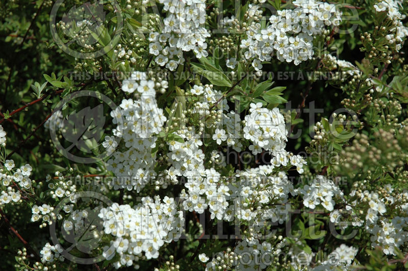 Spiraea Graciosa aka Grefsheim (Spirea) 3 