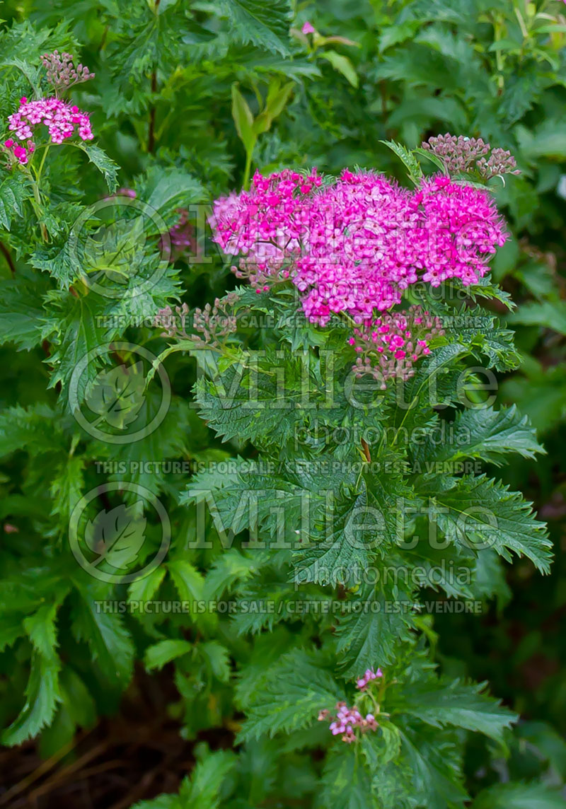 Spiraea Crispa (Spirea) 2 