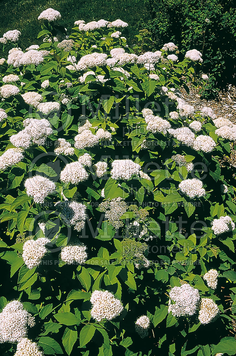 Spiraea Chicago Snow (Spirea) 1 