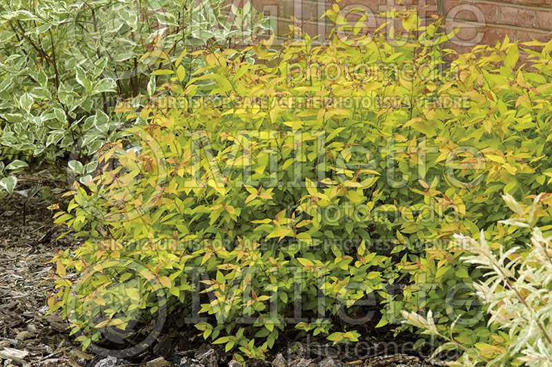 Spiraea Goldflame (Spirea) 3 