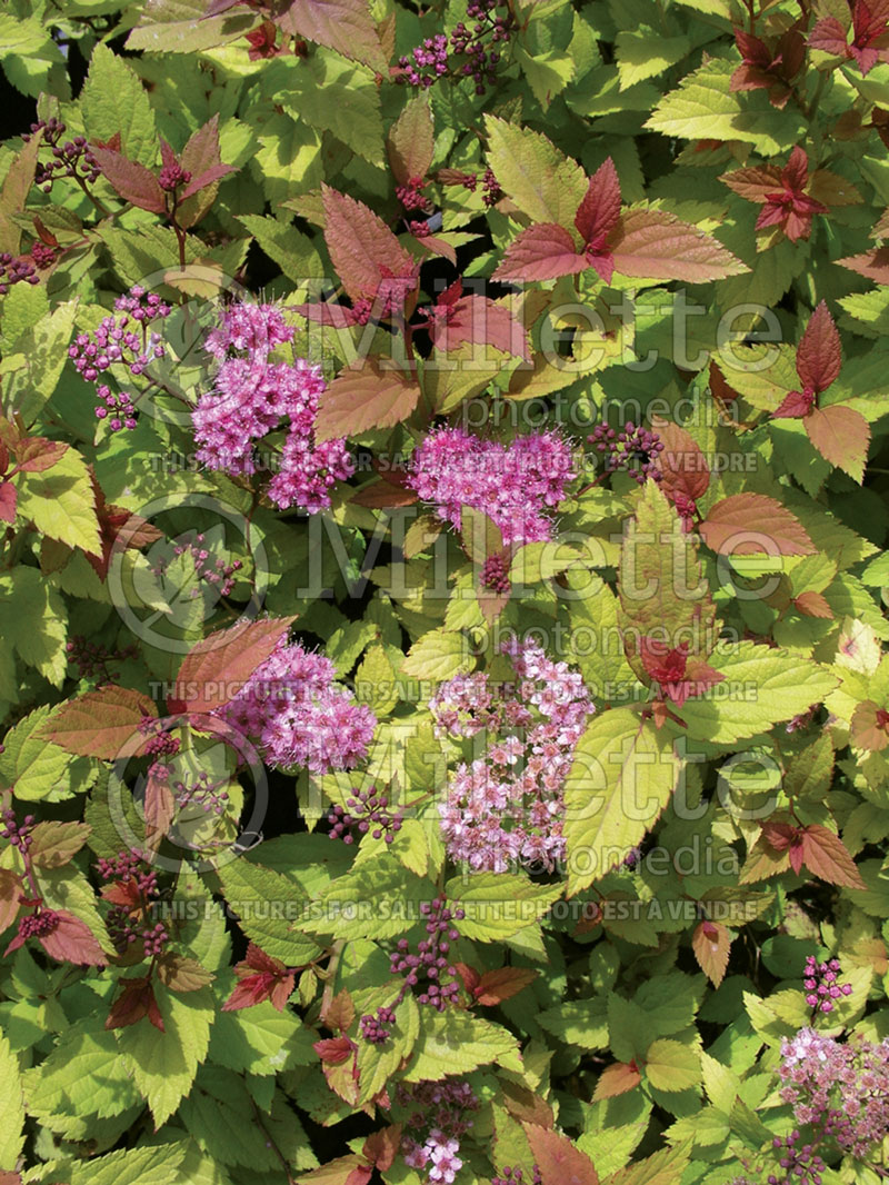 Spiraea Goldflame (Spirea) 4  