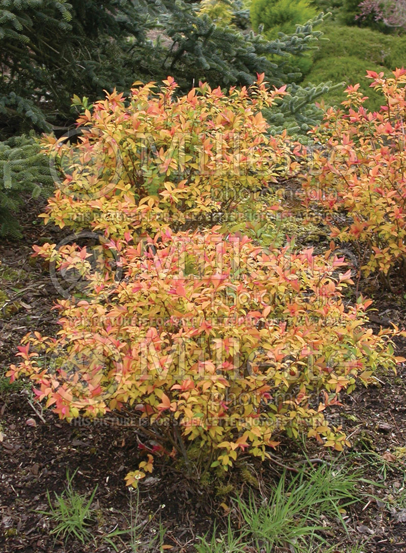 Spiraea Goldflame (Spirea) 2 