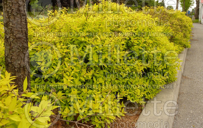 Spiraea Goldmound or Gold Mound (Spirea) 7 