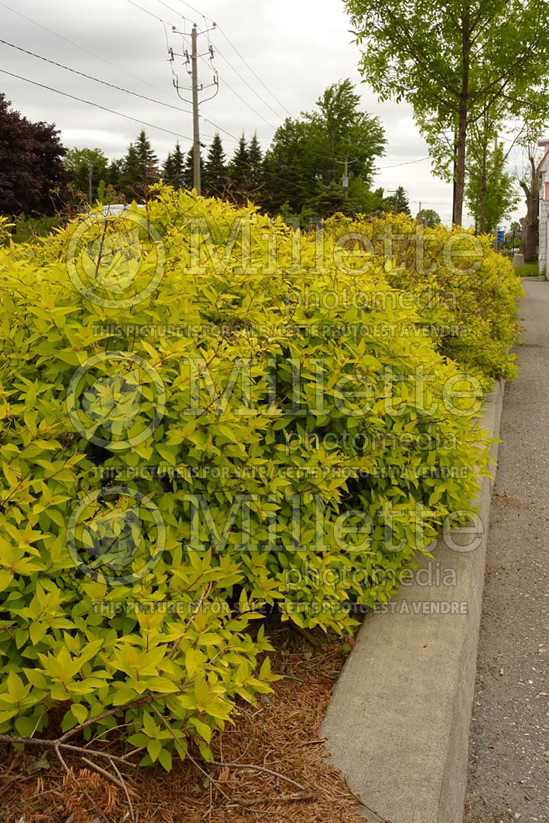 Spiraea Goldmound or Gold Mound (Spirea) 8 