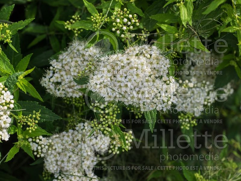 Spiraea Albiflora (Spirea) 1