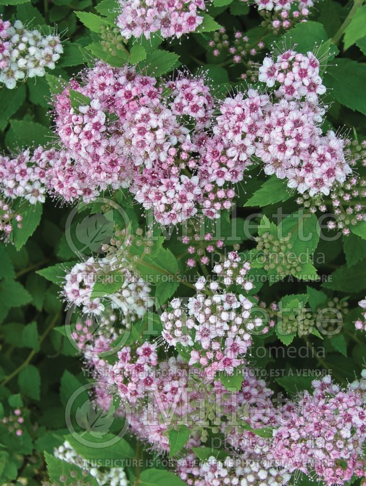 Spiraea Alpina (Spiraea)  2