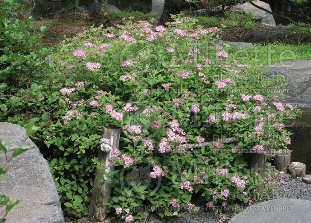 Spiraea Alpina (Spiraea)  1