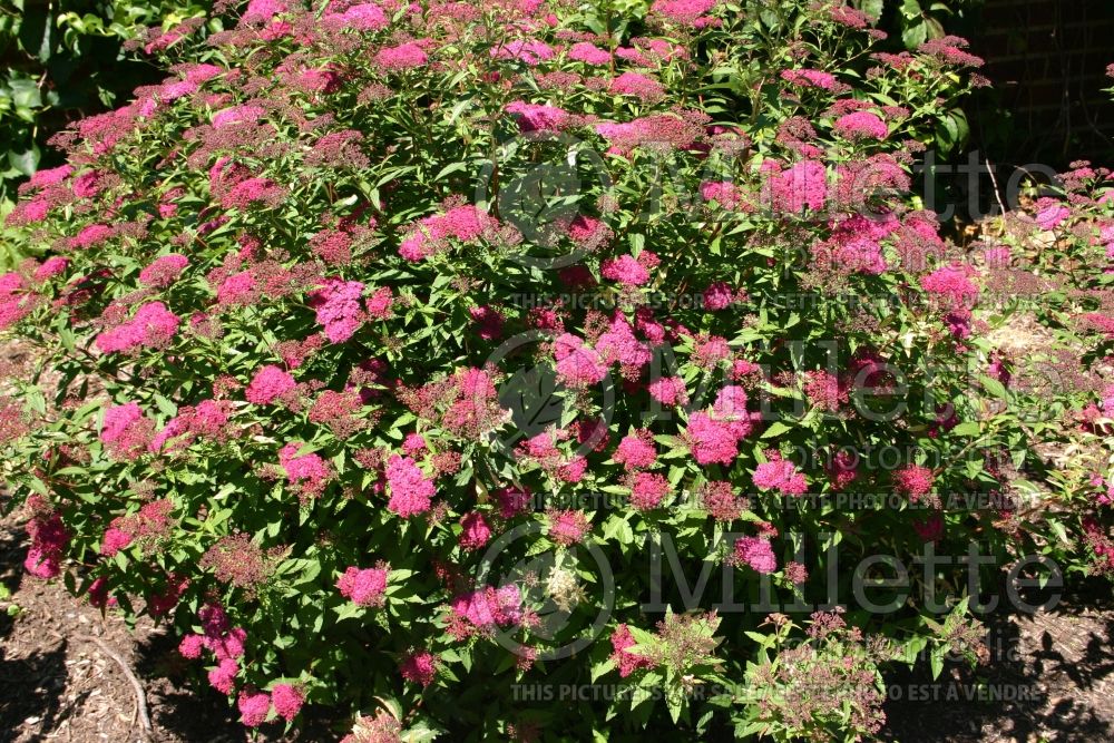 Spiraea Anthony Waterer (Spirea) 17  