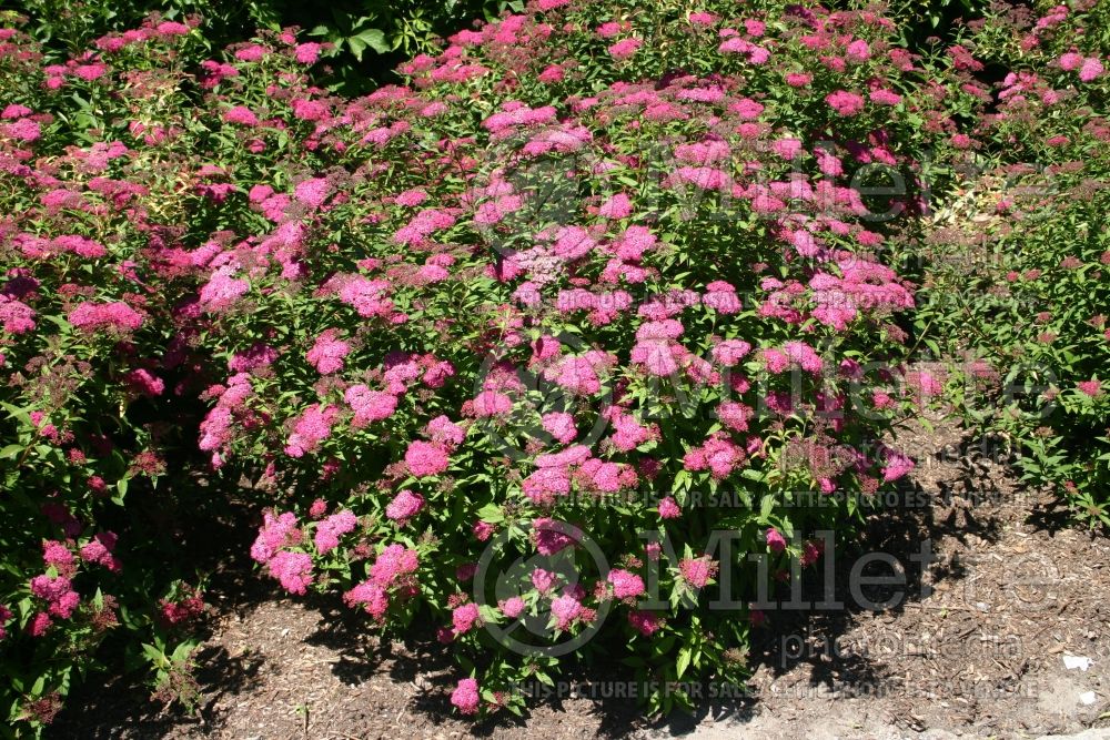 Spiraea Anthony Waterer (Spirea) 3  