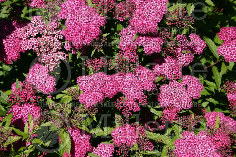 Spiraea Anthony Waterer (Spirea) 18  