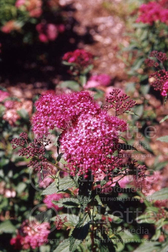 Spiraea Anthony Waterer (Spirea) 16  