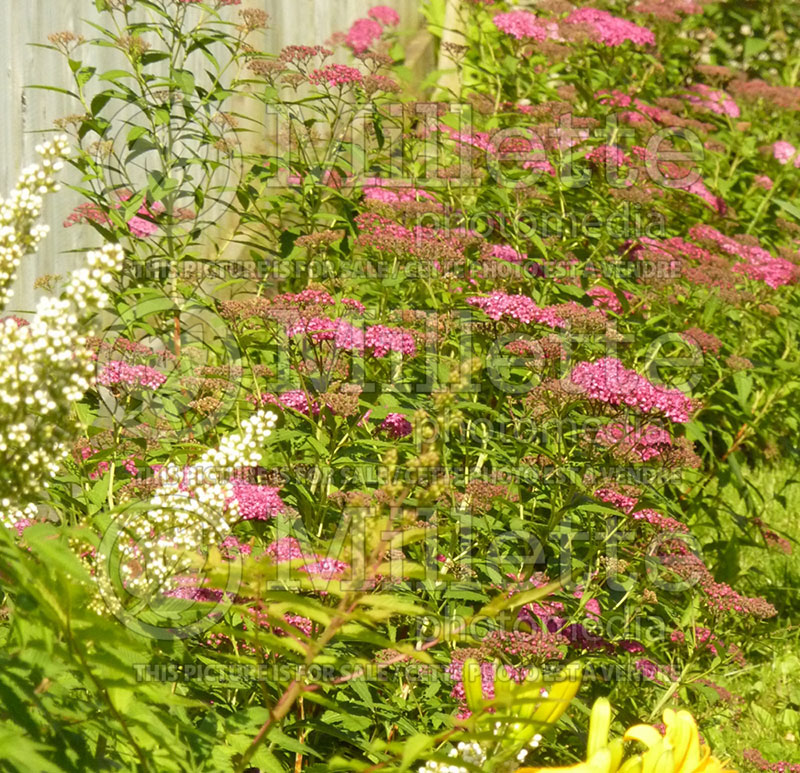 Spiraea Anthony Waterer (Spirea) 2    