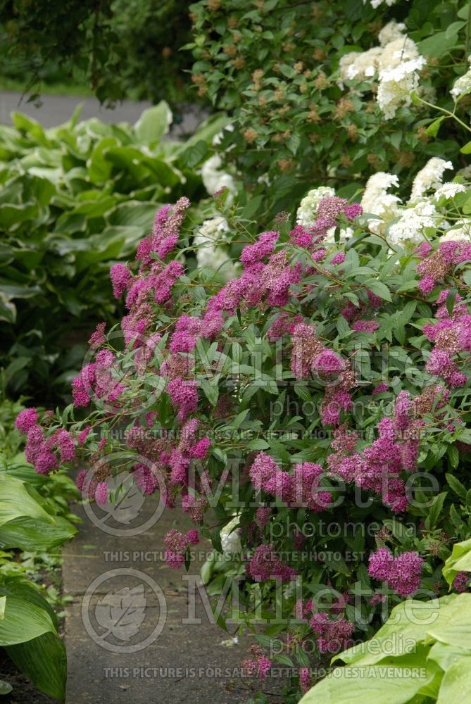 Spiraea Anthony Waterer (Spirea) 11  