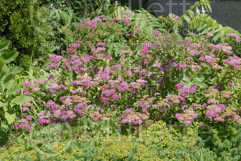 Spiraea Anthony Waterer (Spirea) 12  