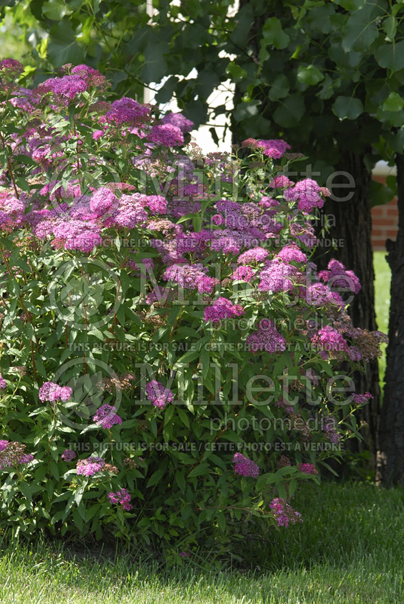 Spiraea Anthony Waterer (Spirea) 14   