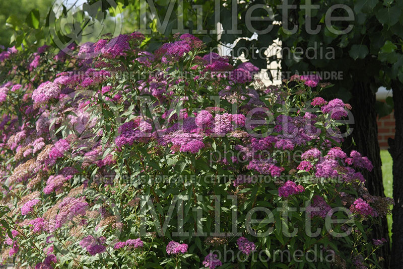 Spiraea Anthony Waterer (Spirea) 15  