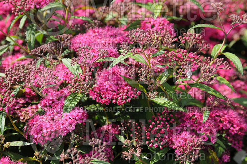 Spiraea Anthony Waterer (Spirea) 4  