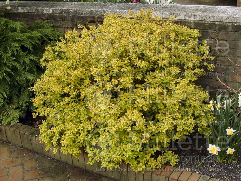 Spiraea Dakota Goldcharm or Mertyann (Spirea) 3