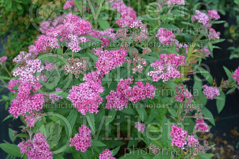 Spiraea Dart’s Red (Spirea) 1