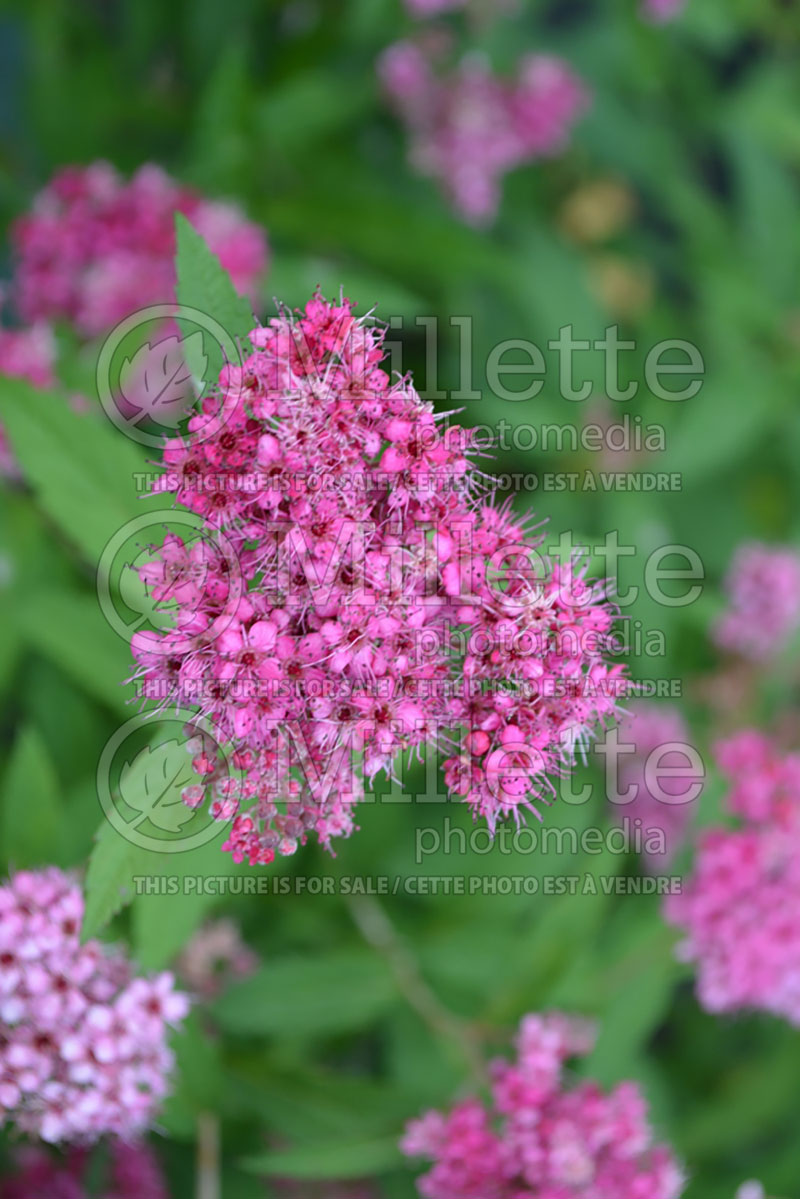 Spiraea Dart’s Red (Spirea) 2