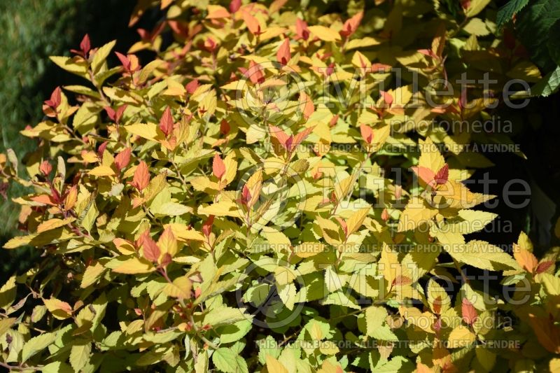 Spiraea Double Play Candy Corn (Spirea) 1 